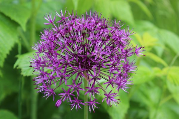Blüte – Corona Corona - Blüte